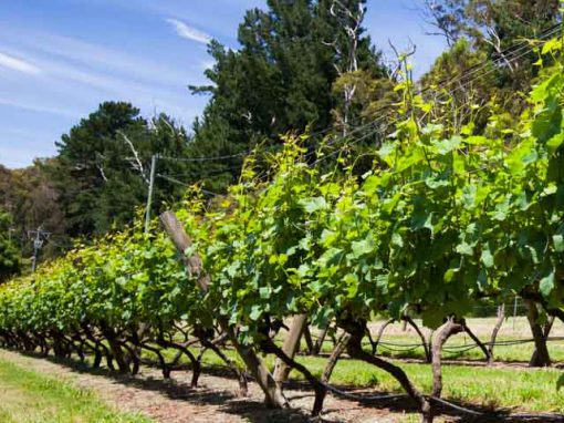 mornington peninsula wineries